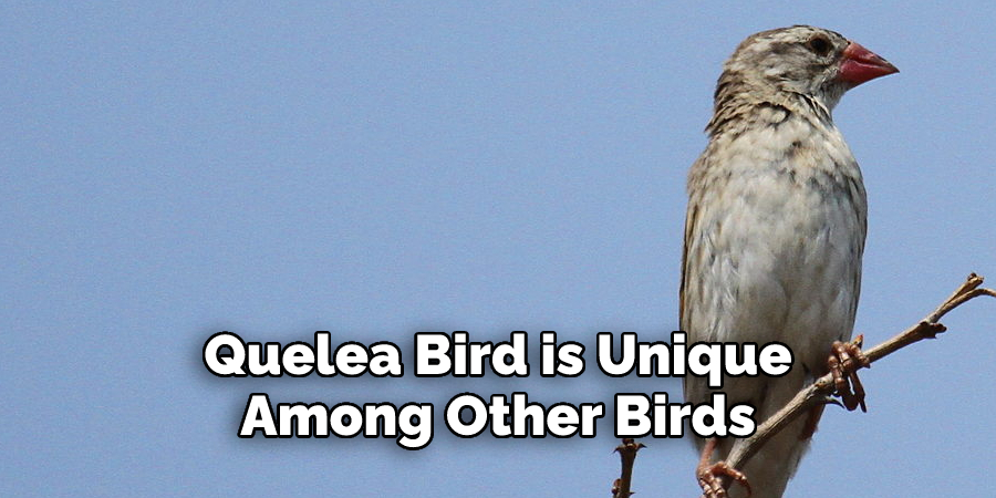 Quelea Bird is Unique 
Among Other Birds