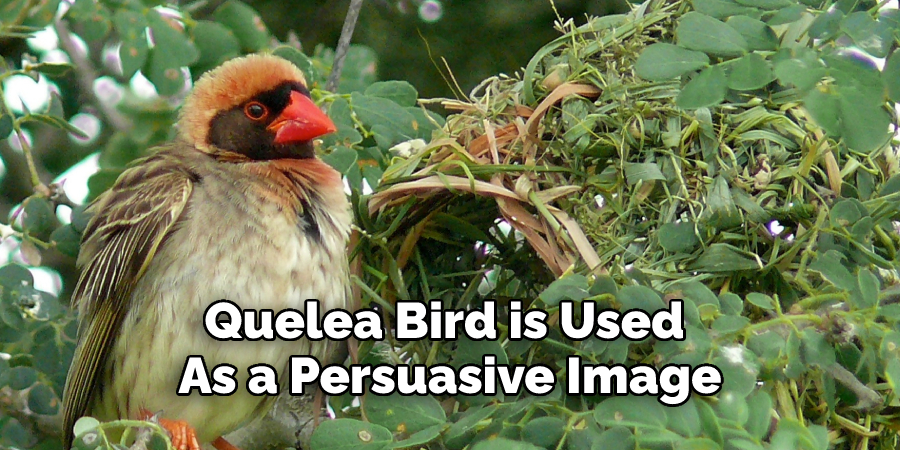 Quelea Bird is Used 
As a Persuasive Image