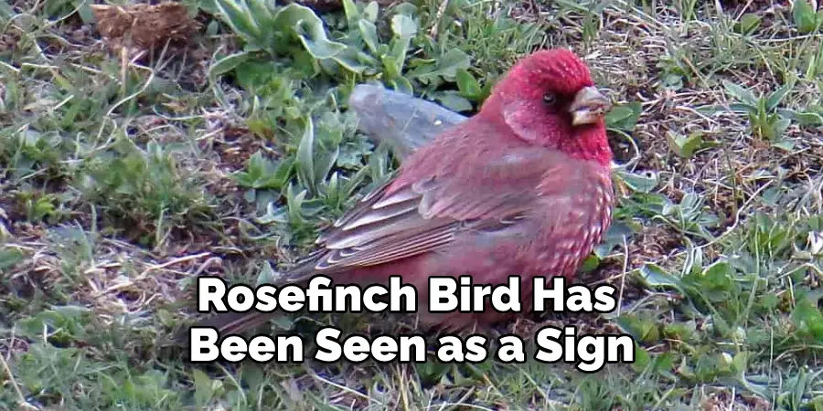Rosefinch Bird Has 
Been Seen as a Sign