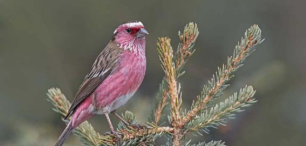 red-house-finch-spiritual-meaning-explaination-2022