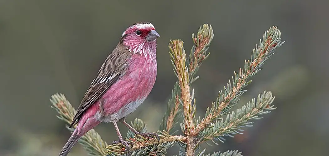 Rosefinch Spiritual Meaning, Symbolism and Totem