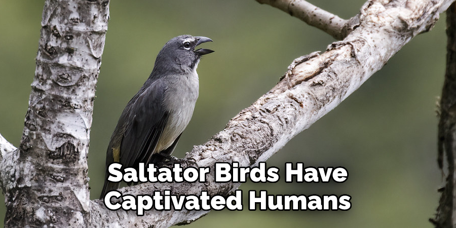 Saltator Birds Have 
Captivated Humans