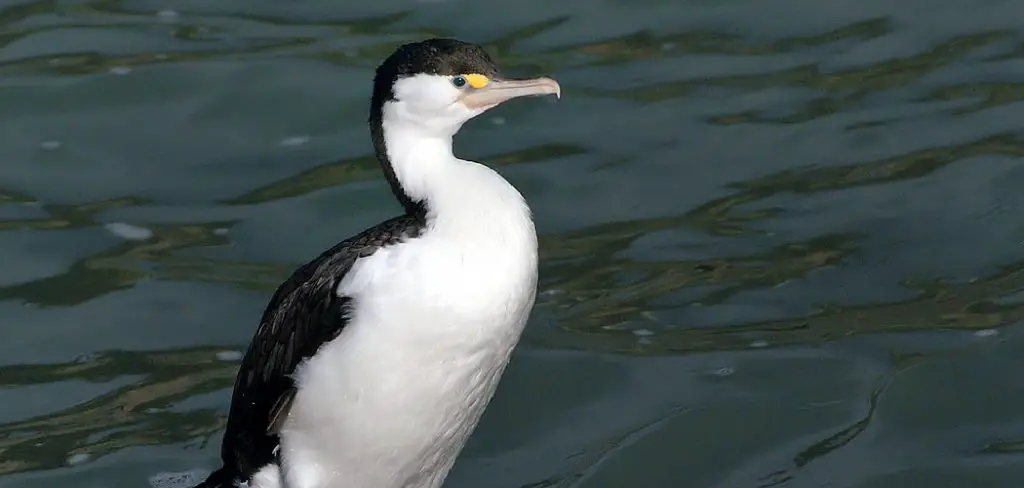 Shag Spiritual Meaning, Symbolism and Totem