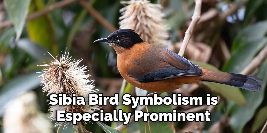 Sibia Bird Symbolism is 
Especially Prominent