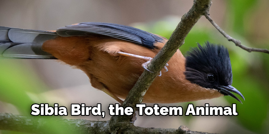 Sibia Bird, the Totem Animal