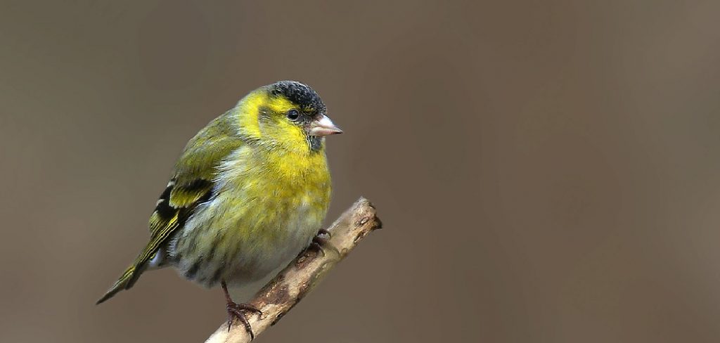 Siskin Spiritual Meaning