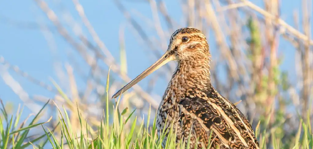 Snipe Spiritual Meaning, Symbolism and Totem