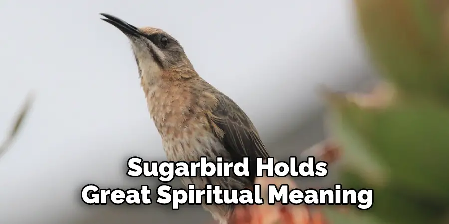 Sugarbird Holds Great Spiritual Meaning