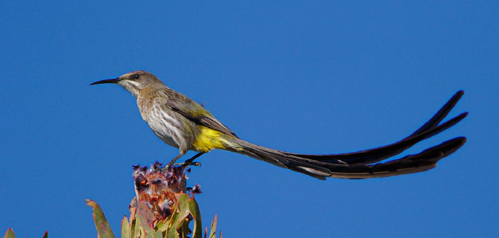 Sugarbird Spiritual Meaning