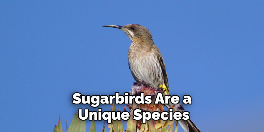 Sugarbirds Are a Unique Species