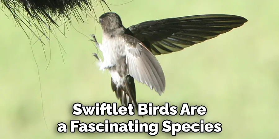 Swiftlet Birds Are a Fascinating Species
