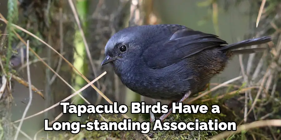 Tapaculo Birds Have a
Long-standing Association