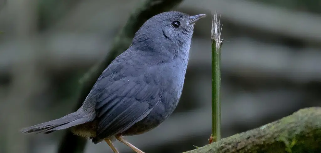 Tapaculo Spiritual Meaning, Symbolism and Totem 