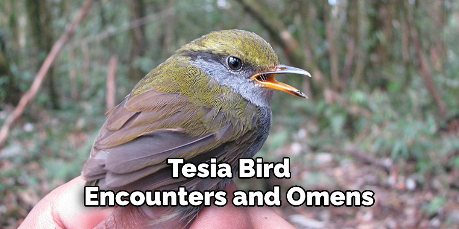 Tesia Bird 
Encounters and Omens