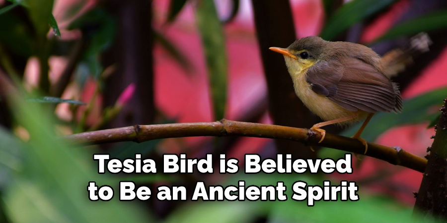 Tesia Bird is Believed 
O Be an Ancient Spirit 