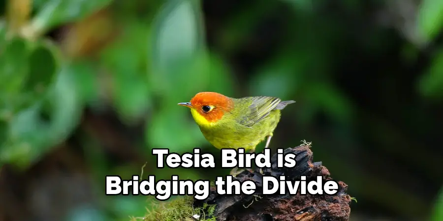  Tesia Bird is Bridging the Divide 