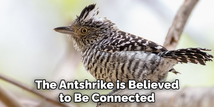 The Antshrike is Believed to Be Connected
