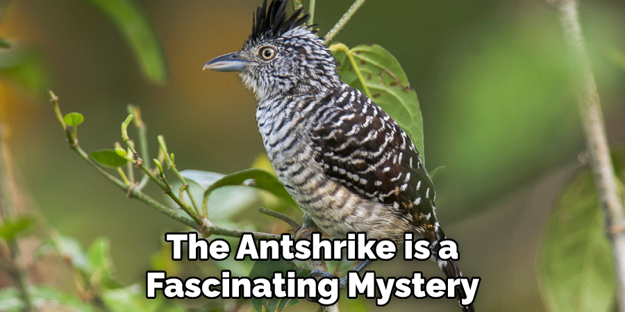 The Antshrike is a Fascinating Mystery
