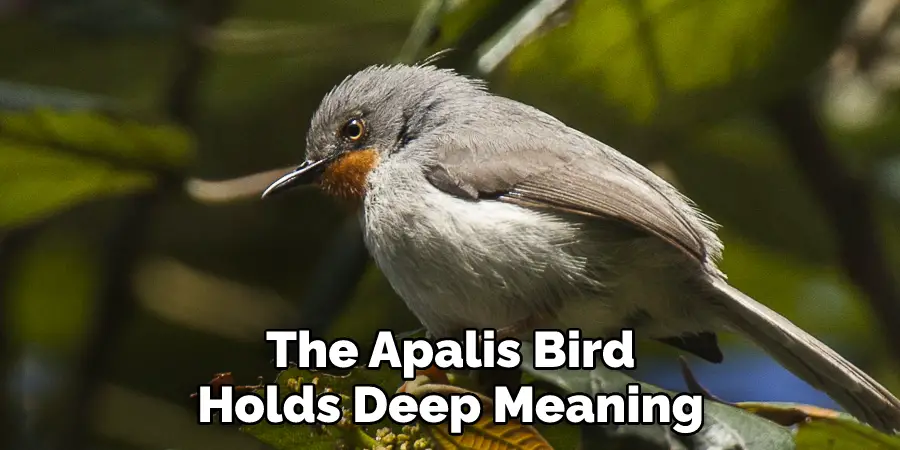 The Apalis Bird 
Holds Deep Meaning