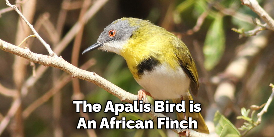 The Apalis Bird is 
An African Finch 
