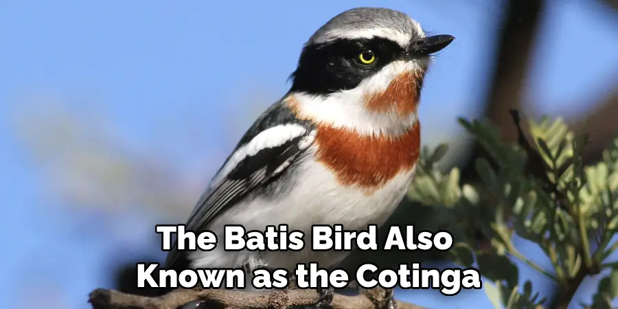 The Batis Bird, Also Known as the Cotinga