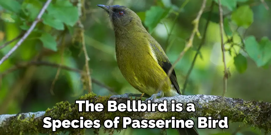 The Bellbird is a Species of Passerine Bird