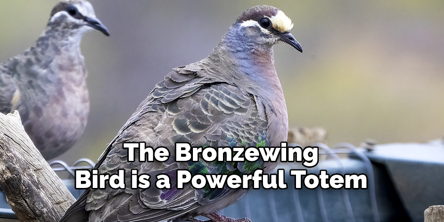 The Bronzewing 
Bird is a Powerful Totem
