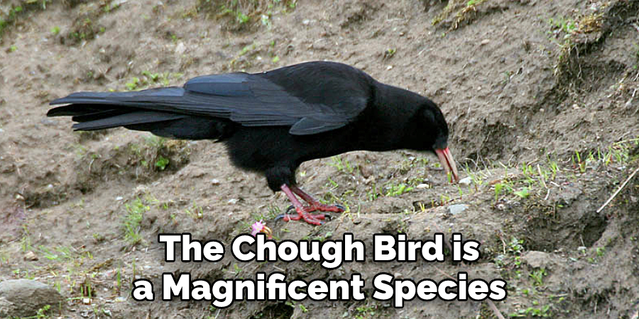 The Chough Bird is a Magnificent Species
