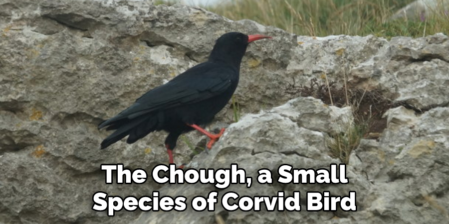 The Chough, a Small
Species of Corvid Bird