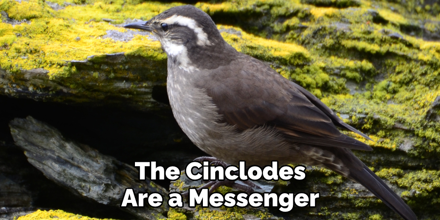 The Cinclodes
Are a Messenger