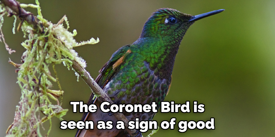 The Coronet Bird is seen as a sign of good
