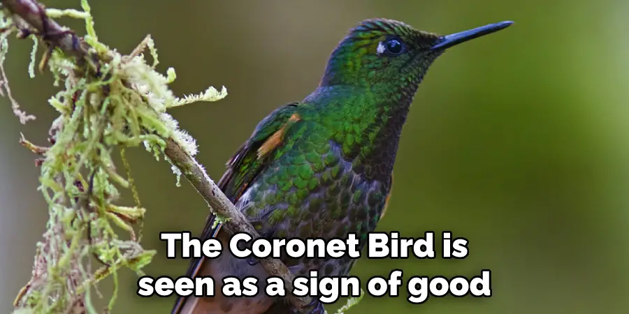 The Coronet Bird is seen as a sign of good