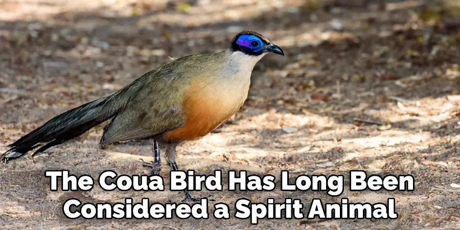 The Coua Bird Has Long Been Considered a Spirit Animal