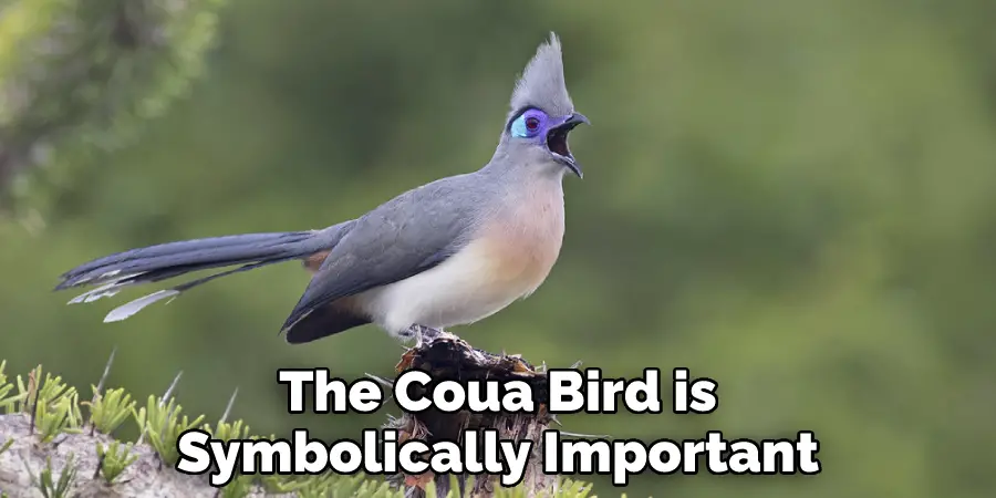 The Coua Bird is Symbolically Important