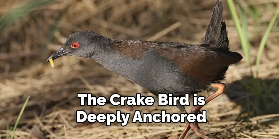 The Crake Bird is 
Deeply Anchored