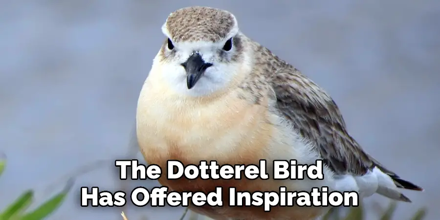 The Dotterel Bird 
Has Offered Inspiration