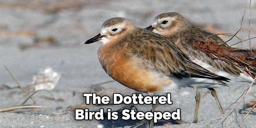 The Dotterel 
Bird is Steeped