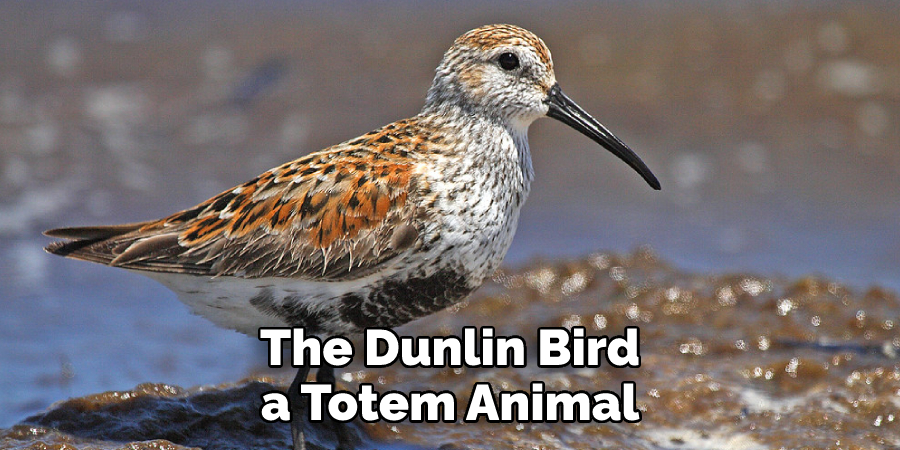 The Dunlin Bird, a Totem Animal