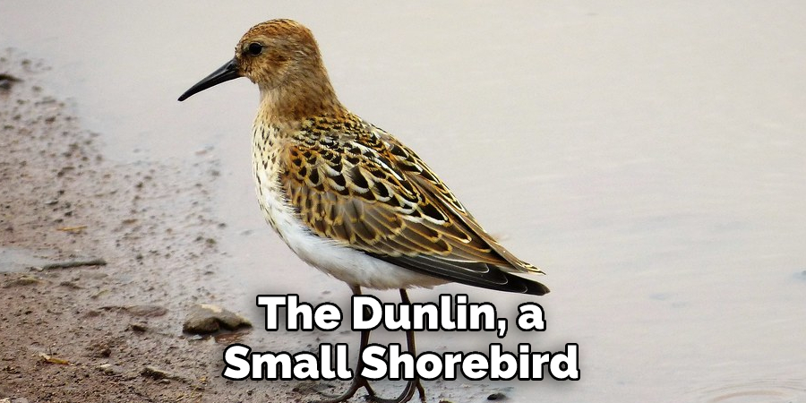 The Dunlin, a 
Small Shorebird
