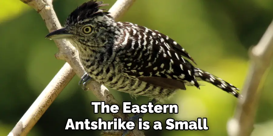 The Eastern Antshrike is a Small