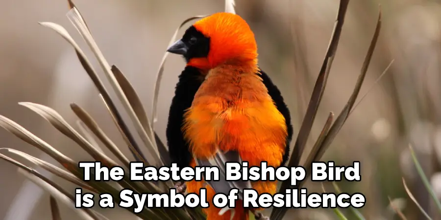 The Eastern Bishop Bird
is a Symbol of Resilience