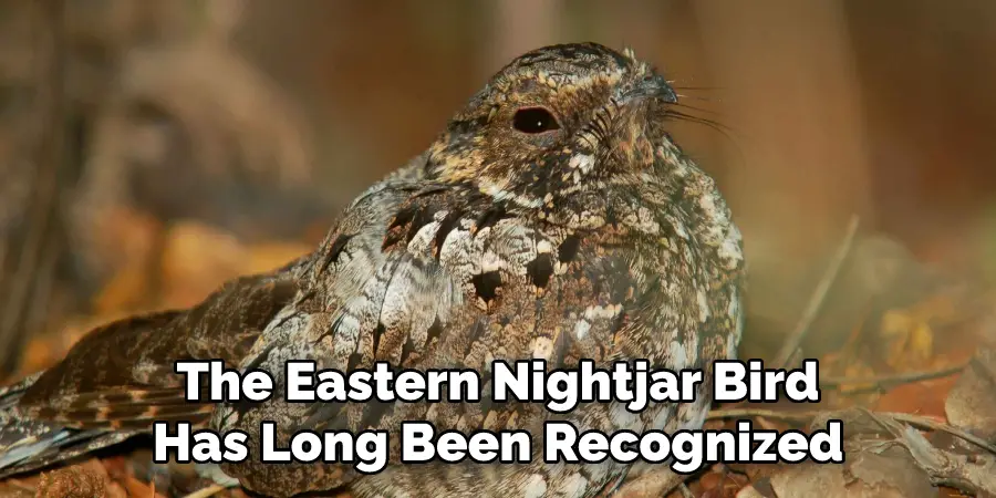 The Eastern Nightjar Bird Has Long Been Recognized