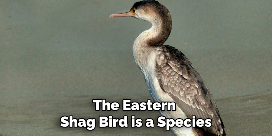 The Eastern Shag Bird is a Species