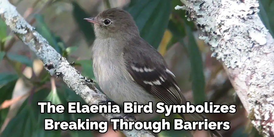 The Elaenia Bird Symbolizes
Breaking Through Barriers