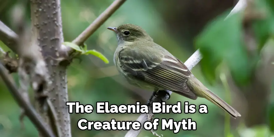 The Elaenia Bird is a Creature of Myth