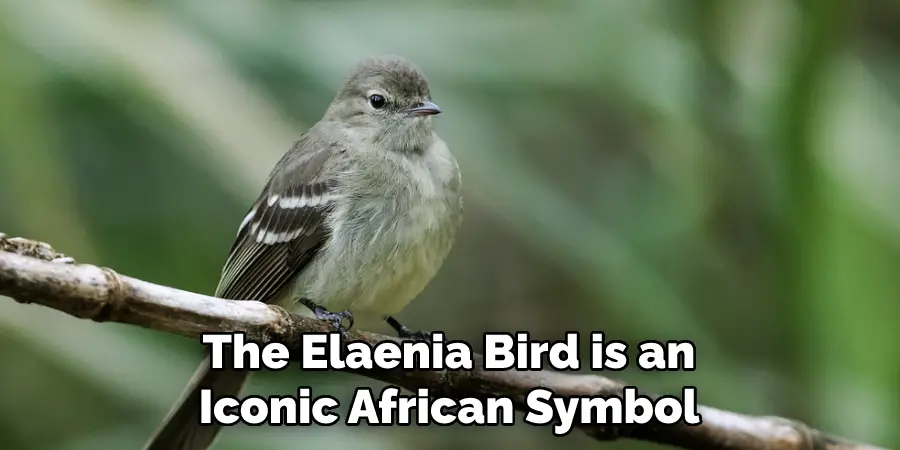 The Elaenia Bird is an Iconic African Symbol