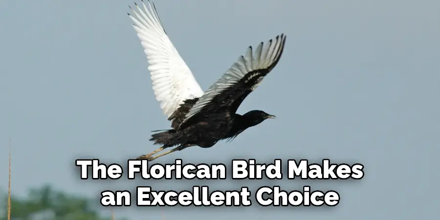 The Florican Bird Makes an Excellent Choice