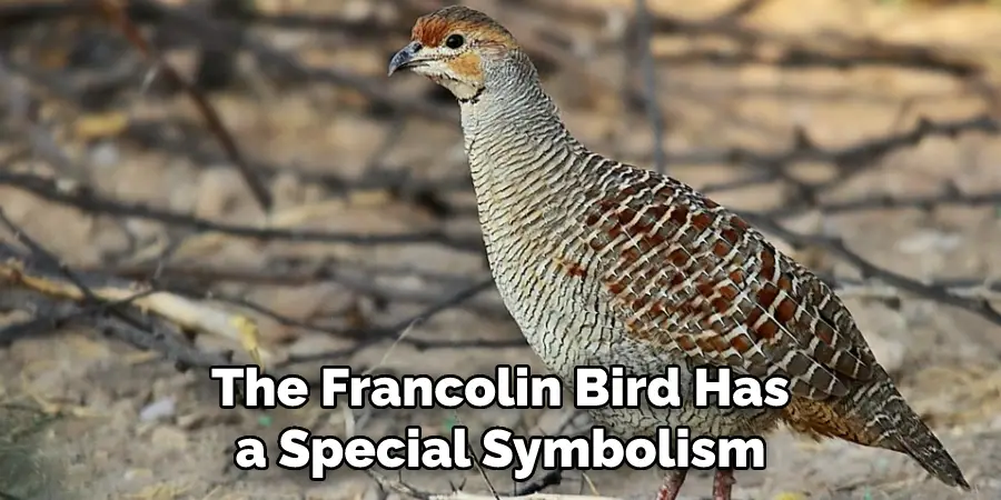 The Francolin Bird Has a Special Symbolism