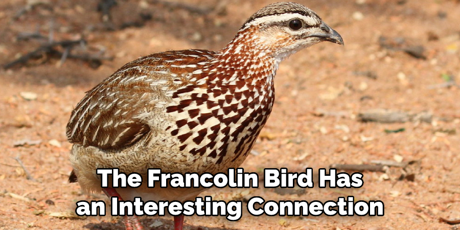 The Francolin Bird Has an Interesting Connection