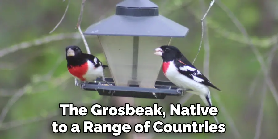 The Grosbeak, Native
to a Range of Countries